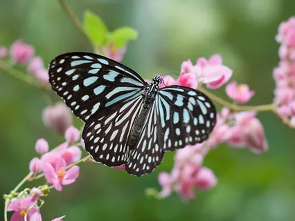Shamanic Butterfly Meditation