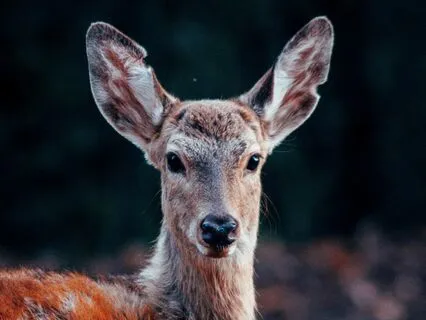 Shamanic Deer Meditation