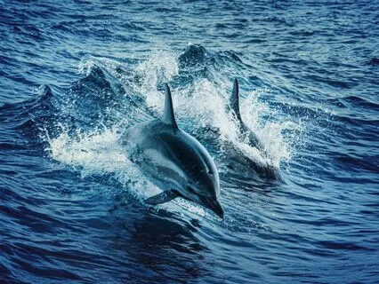 Shamanic Dolphin Meditation