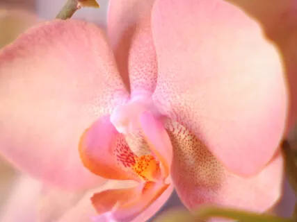 Shamanic Dreamtravel