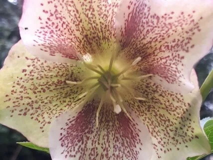 Shamanic Drum Hop By Coals