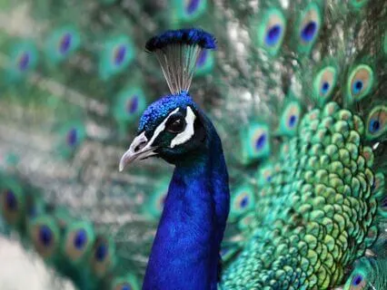 Shamanic Drum Journey | Connect With Your Power Animal