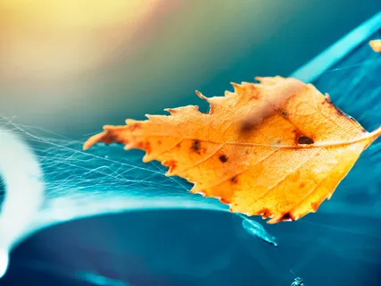 Shamanic Drumming (15 Minutes)