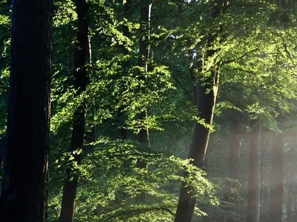 (Shamanic Drumming) Augurer Application Swell For Notion