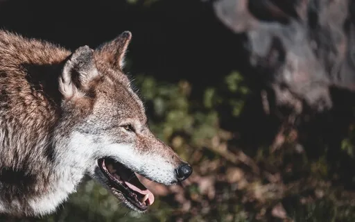 Shamanic Drumming - Journey Of A Lone Wolf