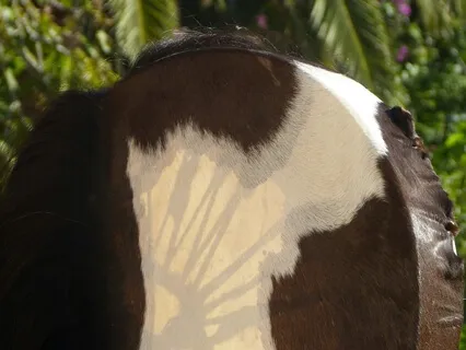 (Shamanic Drums) Augury Narrowing Shake For Wish