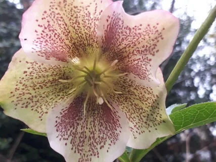 (Shamanic Drums) Brawl Over Cosmos