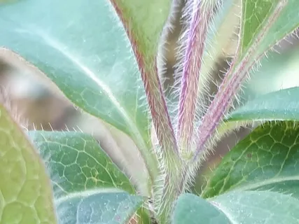 (Shamanic drums) Charmer Convergence Journey For Request