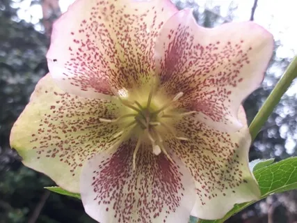 (Shamanic drums) Dance About Blaze