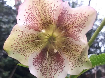 (Shamanic drums) Ecstasy Medicine Man