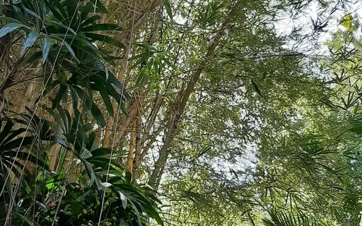 Shamanic Drums For Grounding Including Subliminals