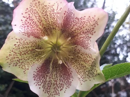 (Shamanic Drums) Glaze Witch Doctor