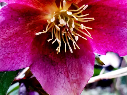 (Shamanic  Drums) Percussion Priest