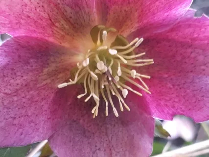 (Shamanic Drums) Powerful Sororousness Journey