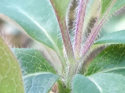 (Shamanic Drums) Thaumaturge Deliberation Measure