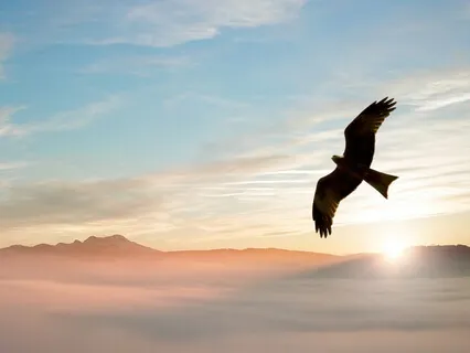 Shamanic Eagle Meditation