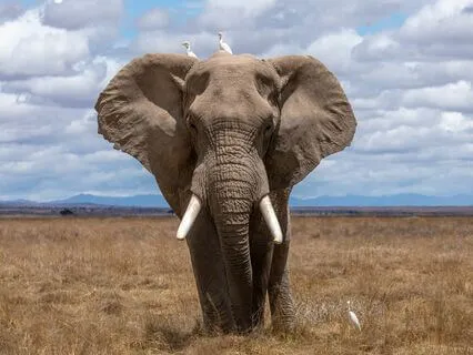 Shamanic Elephant Meditation