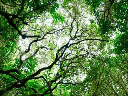 Shamanic Flute And Drum Journey For Integration