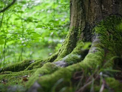 Shamanic Focus: Concentration Alchemy In Mindfulness
