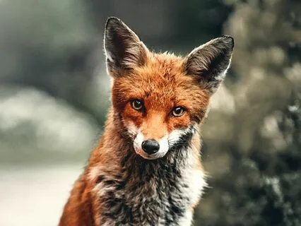 Shamanic Fox Meditation