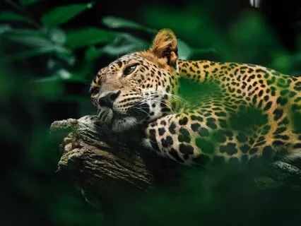 Shamanic Jaguar Meditation