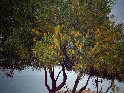 Shamanic Journey For Activation New Idea | Project | Beginning