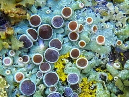 Shamanic Journey For Insights