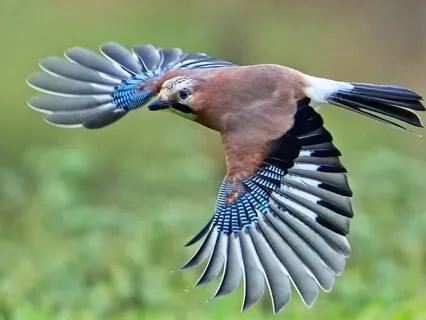 Shamanic Journey Resonance