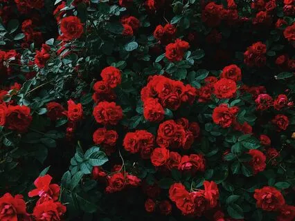 Shamanic Journey: The Divine Rose Garden