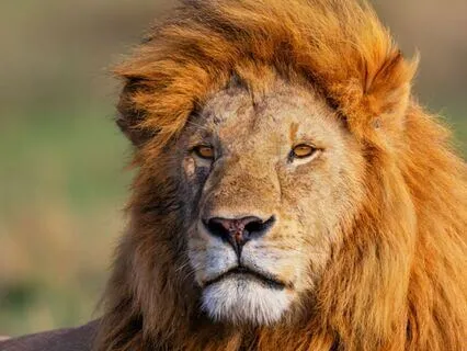 Shamanic Journey The Lion & The Rose