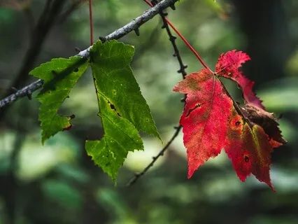Shamanic Journey To The Lower Realms - Spirit Guides