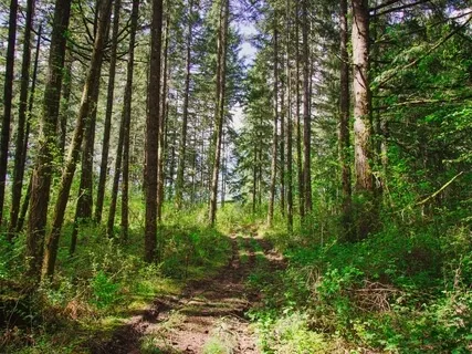 Shamanic Journey To Upper World To Meet Guides