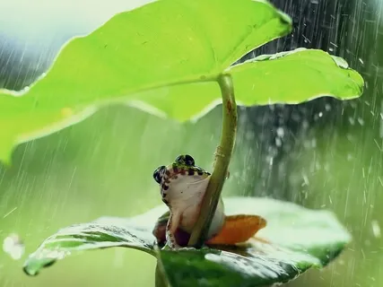 Shamanic Meditation | Cleansing - Frog Medicine