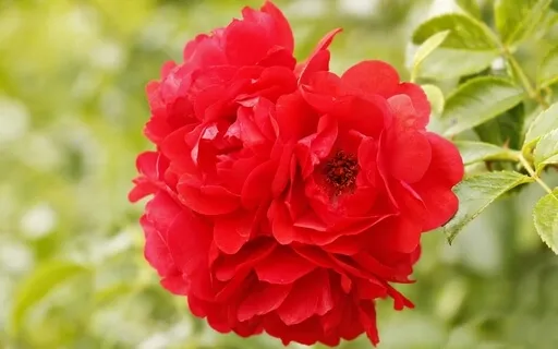 Shamanic Meditation Sound For The 1st Chakra(Deep Version)