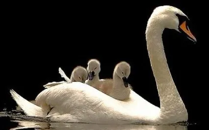 Shamanic Meditation - Swan Medicine - Grace