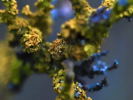 Shamanic Power Center Drum Meditation