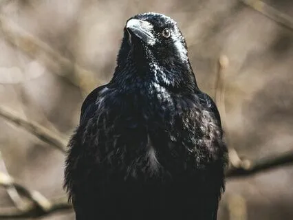 Shamanic Raven Meditation