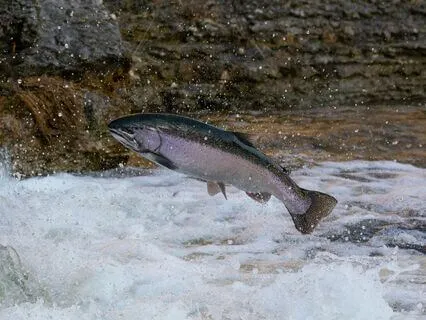 Shamanic Salmon Meditation