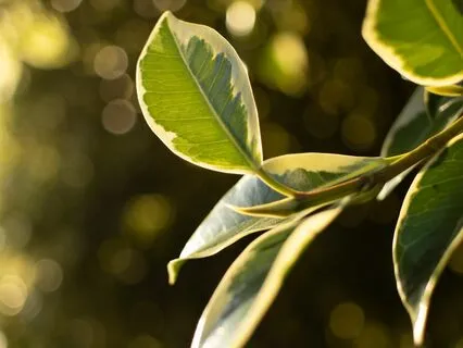 Shamanic Shadows - Ancestral Soundscapes