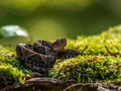 Shamanic Snake Meditation