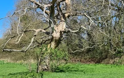 Shamanic Sound Journey Violin Didgeridoo And Voice