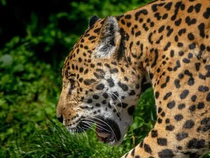 Shamanic Spirit Animal Journey