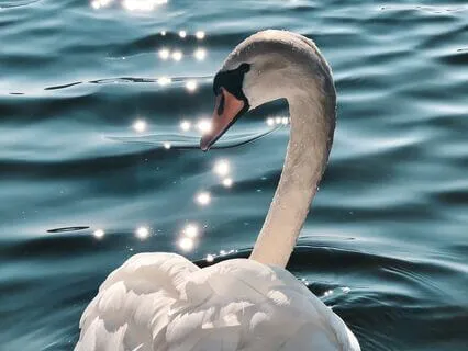 Shamanic Swan Meditation