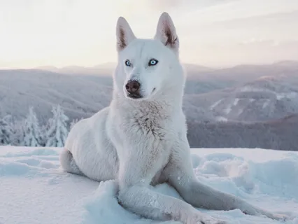 Shamanic Wolf Meditation