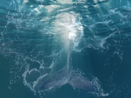 Shaman's Healing - Whale Journey