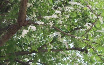 Shamatha Focused On The Mind