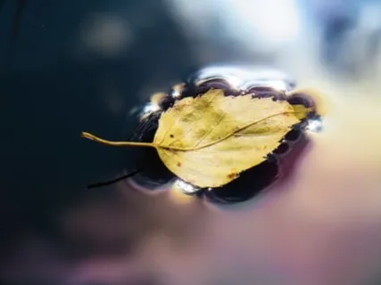 Shamatha (Relaxation)