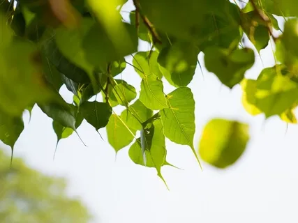 Шаматха. Стадия 1: Направленное внимание