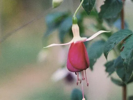 Shankara - Love Is The Answer - Coming Home