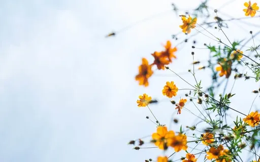 Shanti (Peace) Mantra